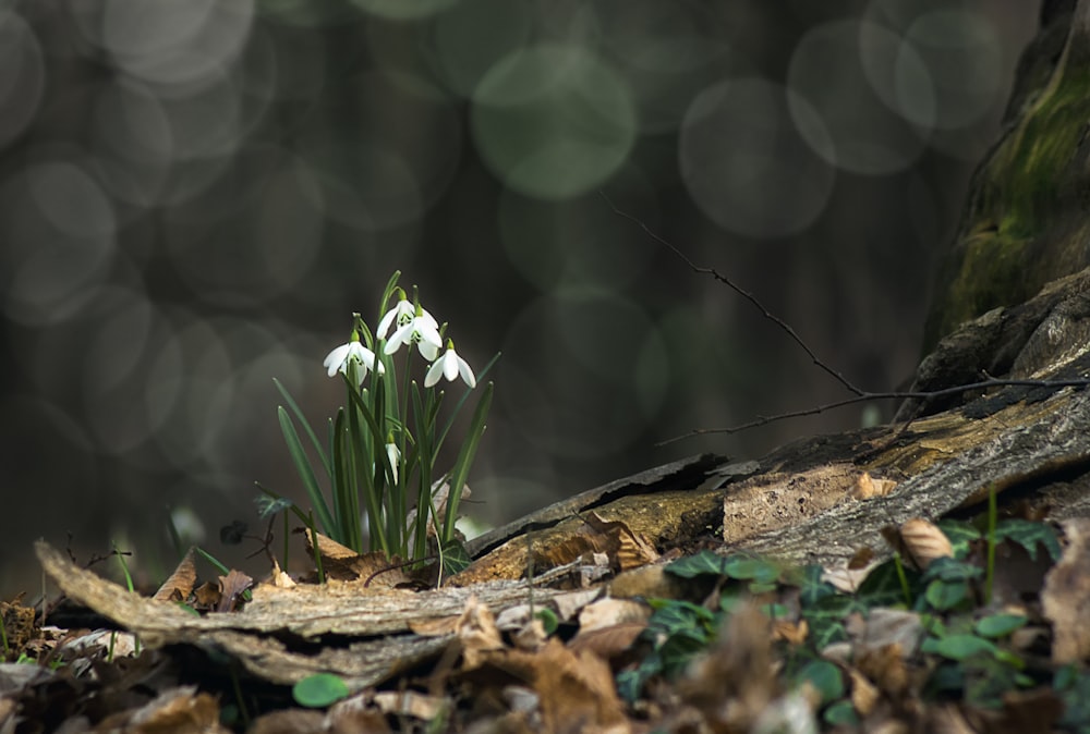 white flowers