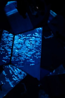 An aquarium scene with a dense school of fish swimming in a tank. The water appears illuminated in shades of blue, creating an ethereal underwater effect. The image is fragmented into geometric shapes, adding an abstract touch to the visual.