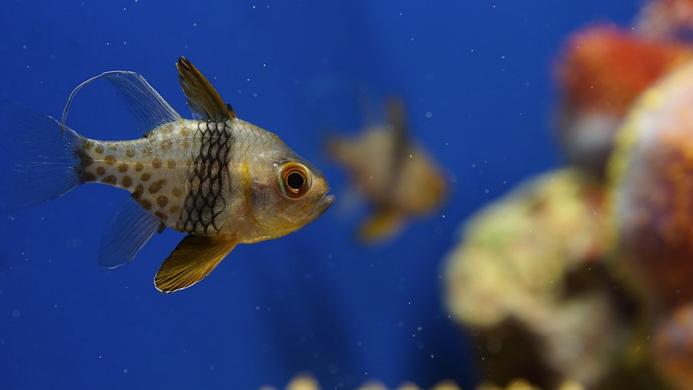 selective focus photography of fish