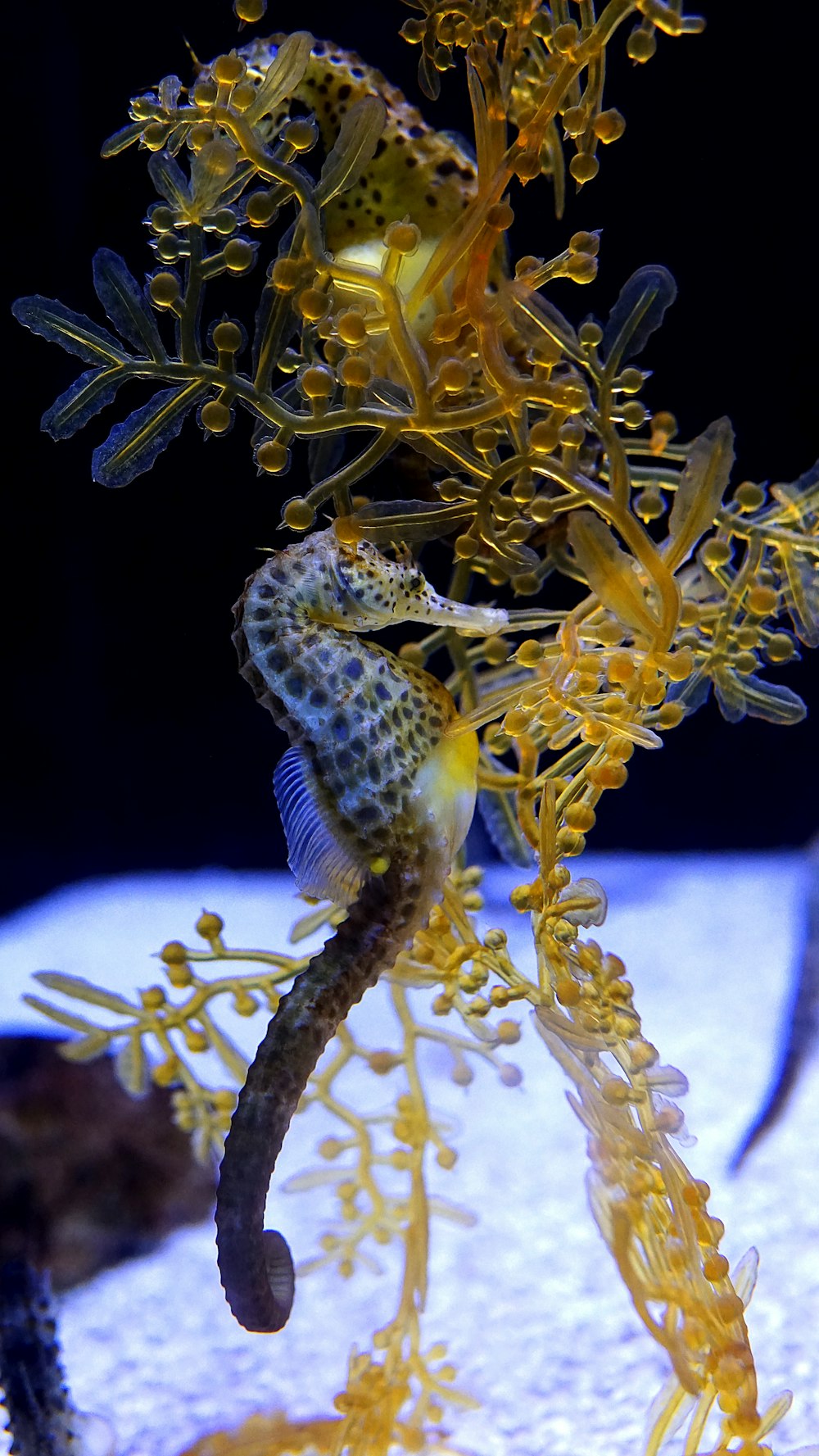 caballito de mar dorado y azul