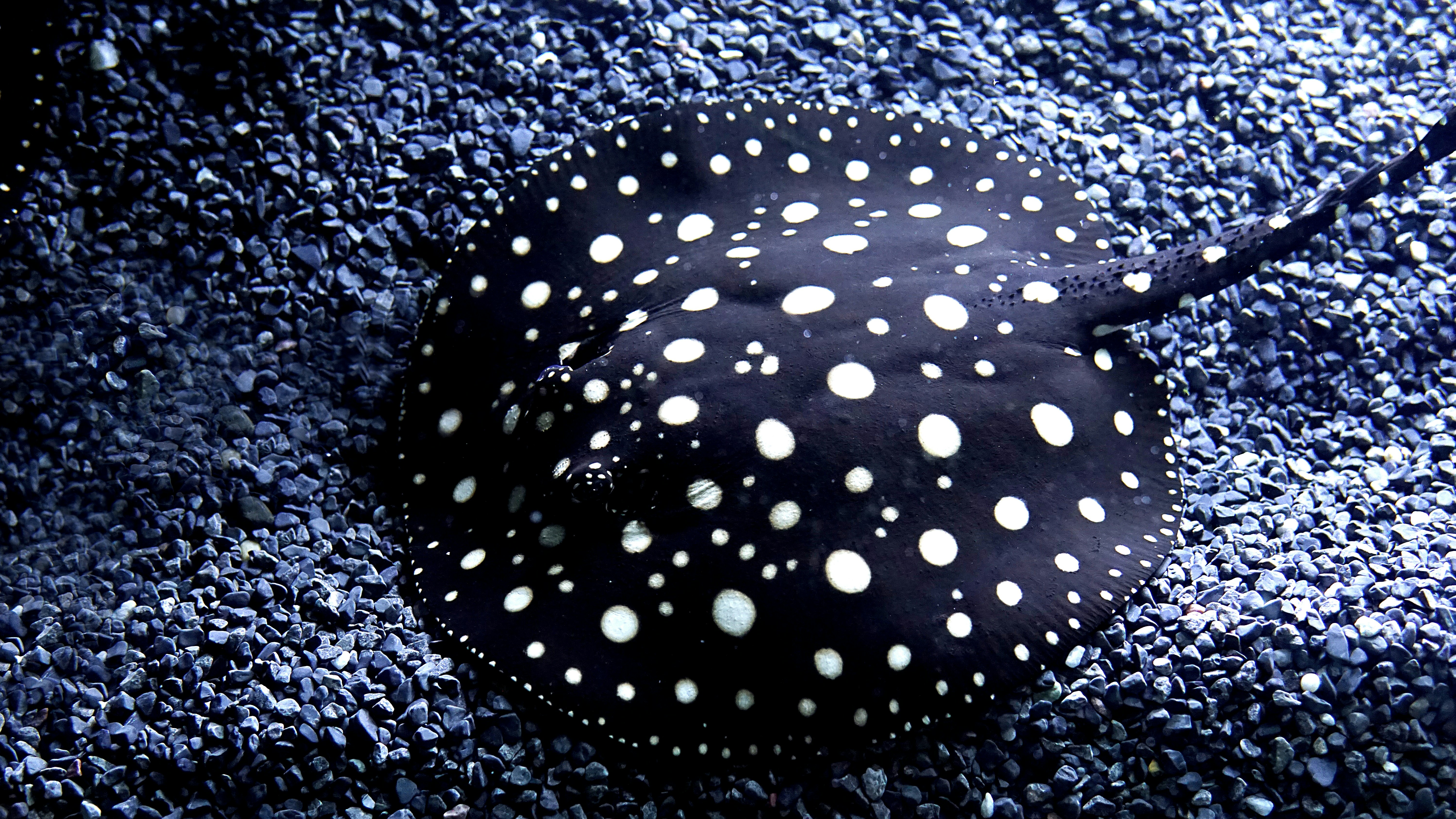 ikan pari bertitik hitam dan putih