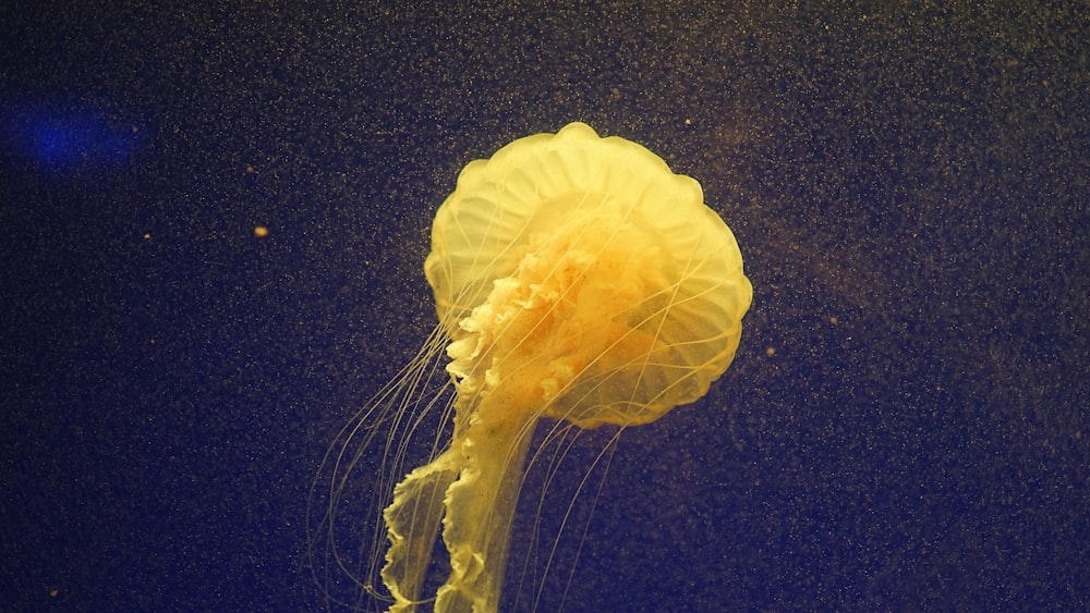 yellow jellyfish
