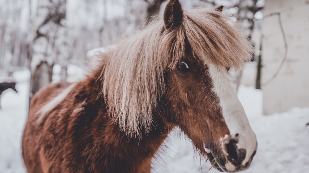 brown and white horse in the middle of snow covered forest