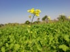 A vibrant field of green plants with a central focus on a single tall mustard plant featuring bright yellow flowers. The background shows more mustard plants scattered across the field with blurred trees under a clear blue sky.