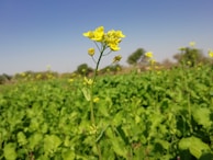 A vibrant field of green plants with a central focus on a single tall mustard plant featuring bright yellow flowers. The background shows more mustard plants scattered across the field with blurred trees under a clear blue sky.