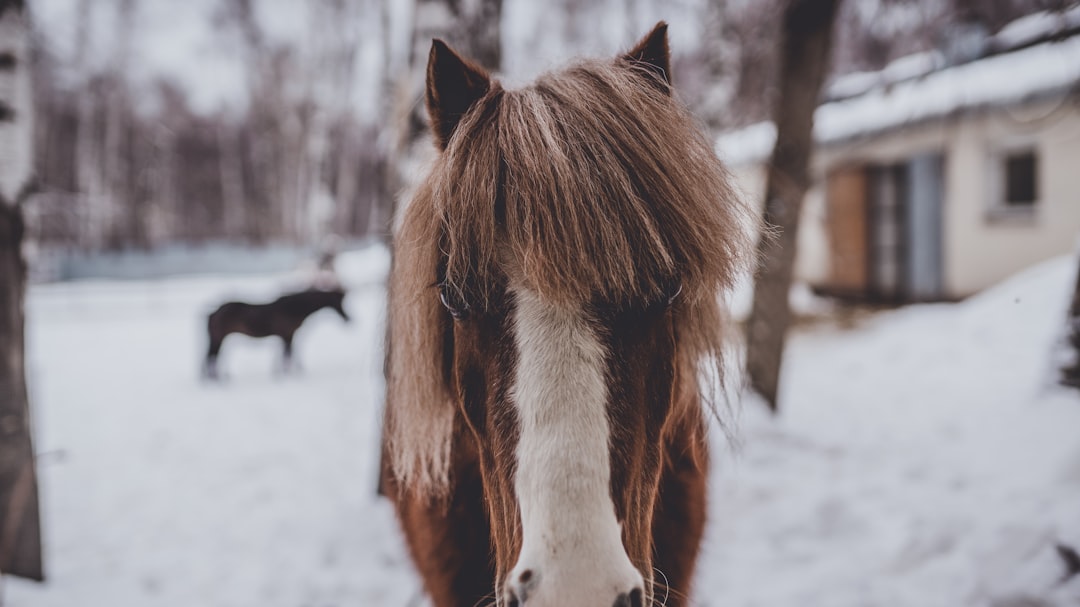 selective focus photo of brown horse