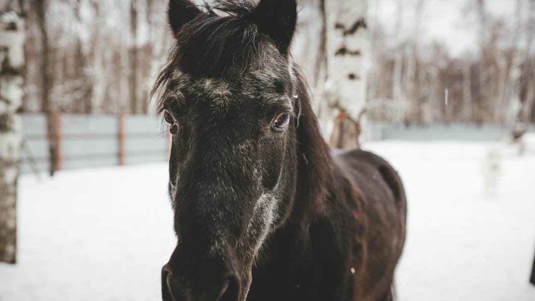 selective focus photo of black horse