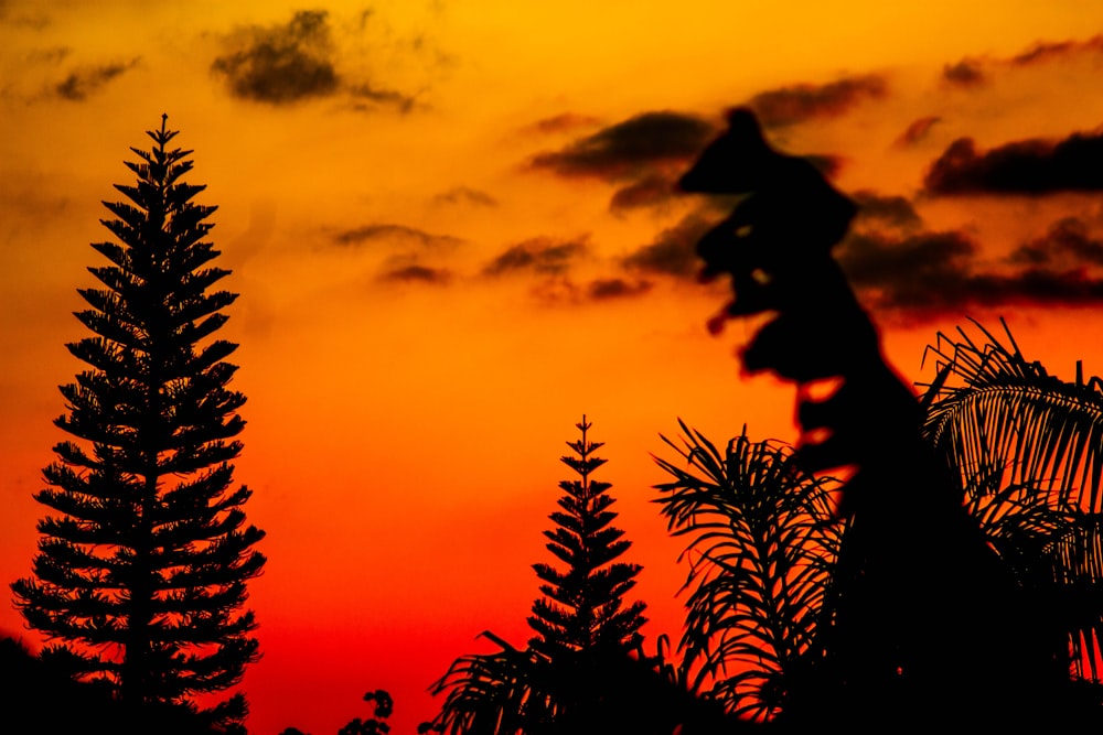 silhouette photo of trees during golden hour