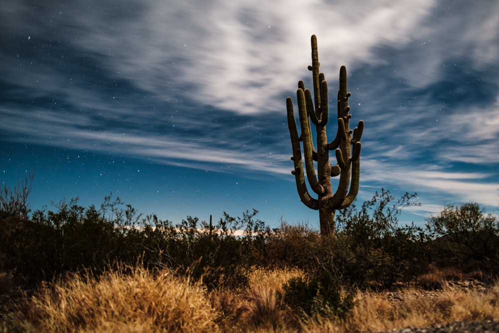 cactus verde sotto nuvole bianche