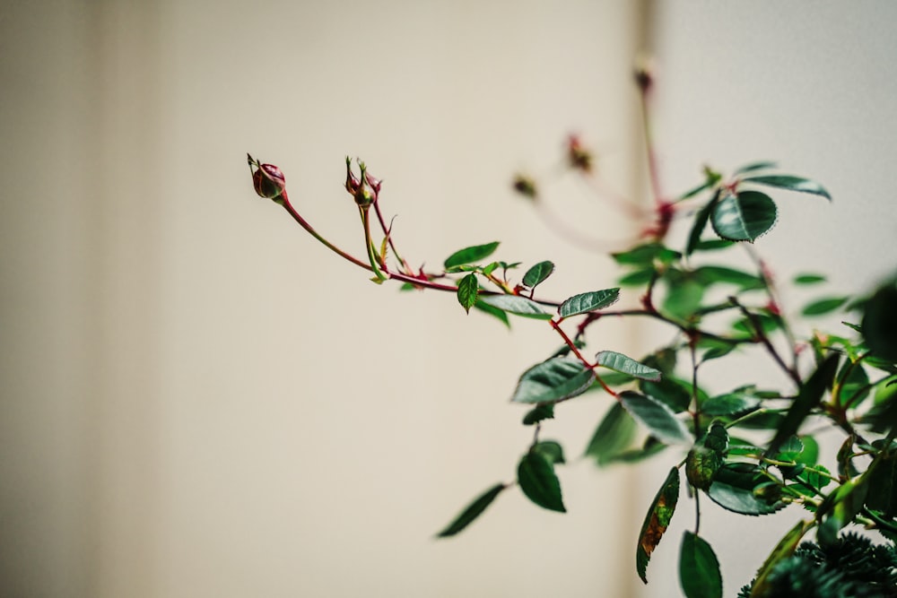 green-leafed plant