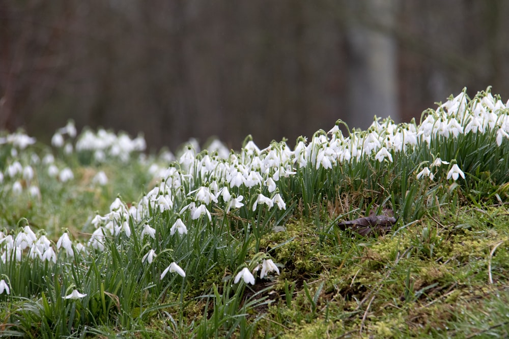 white petaled flowers during daytime