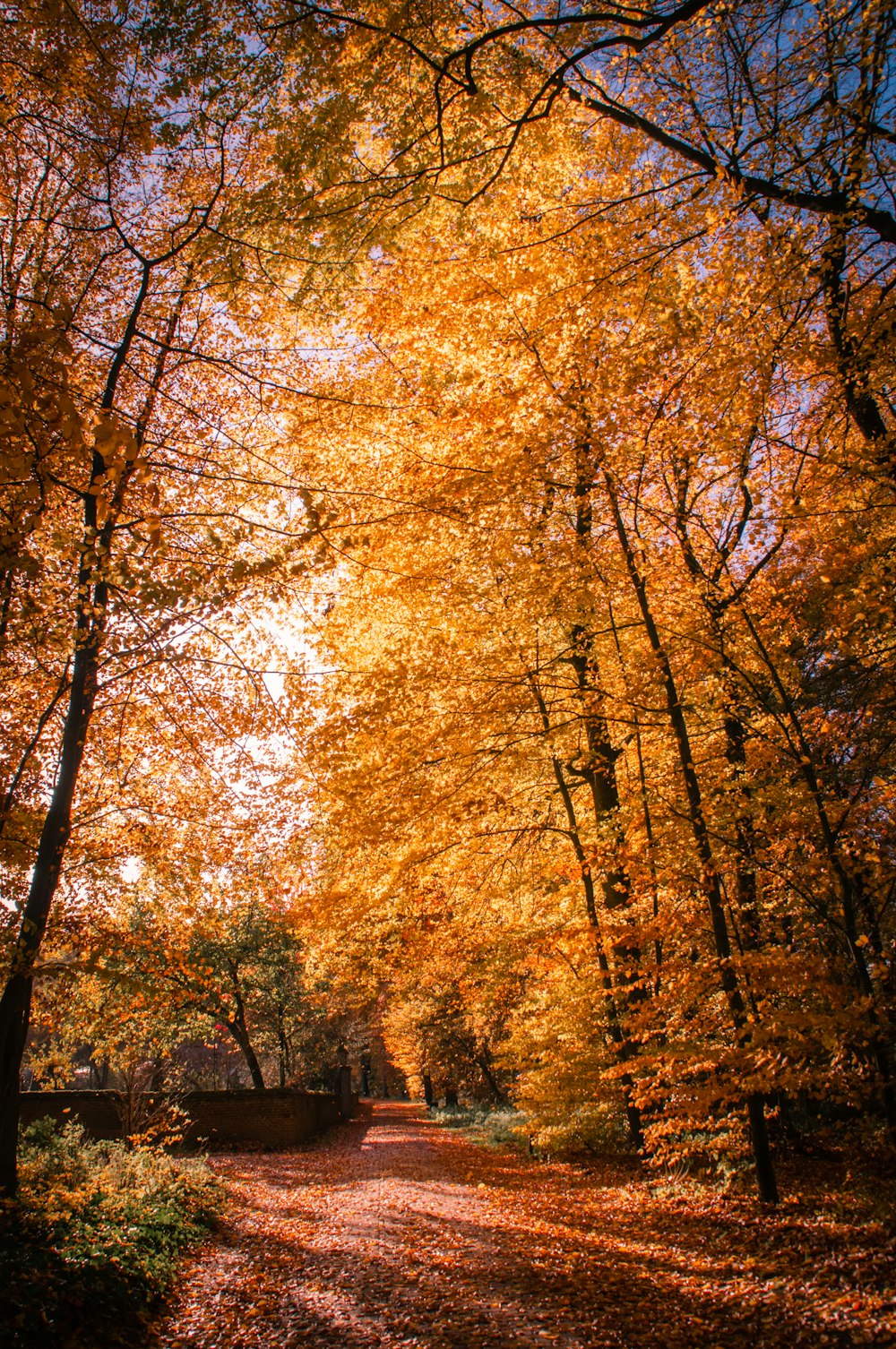 yellow trees during daytime