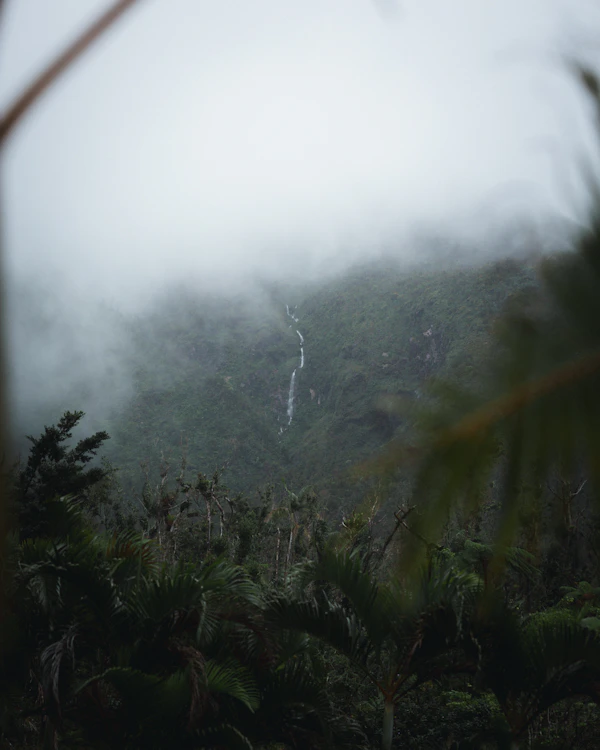 Dominica tropical rainforest