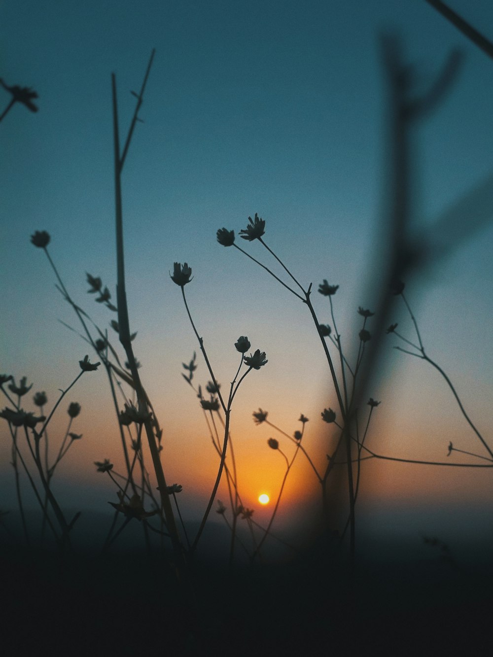 silhouette of flowers during nighttime