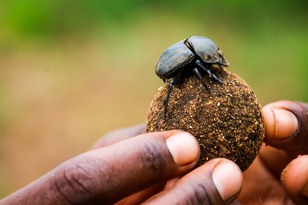person holding black beetle