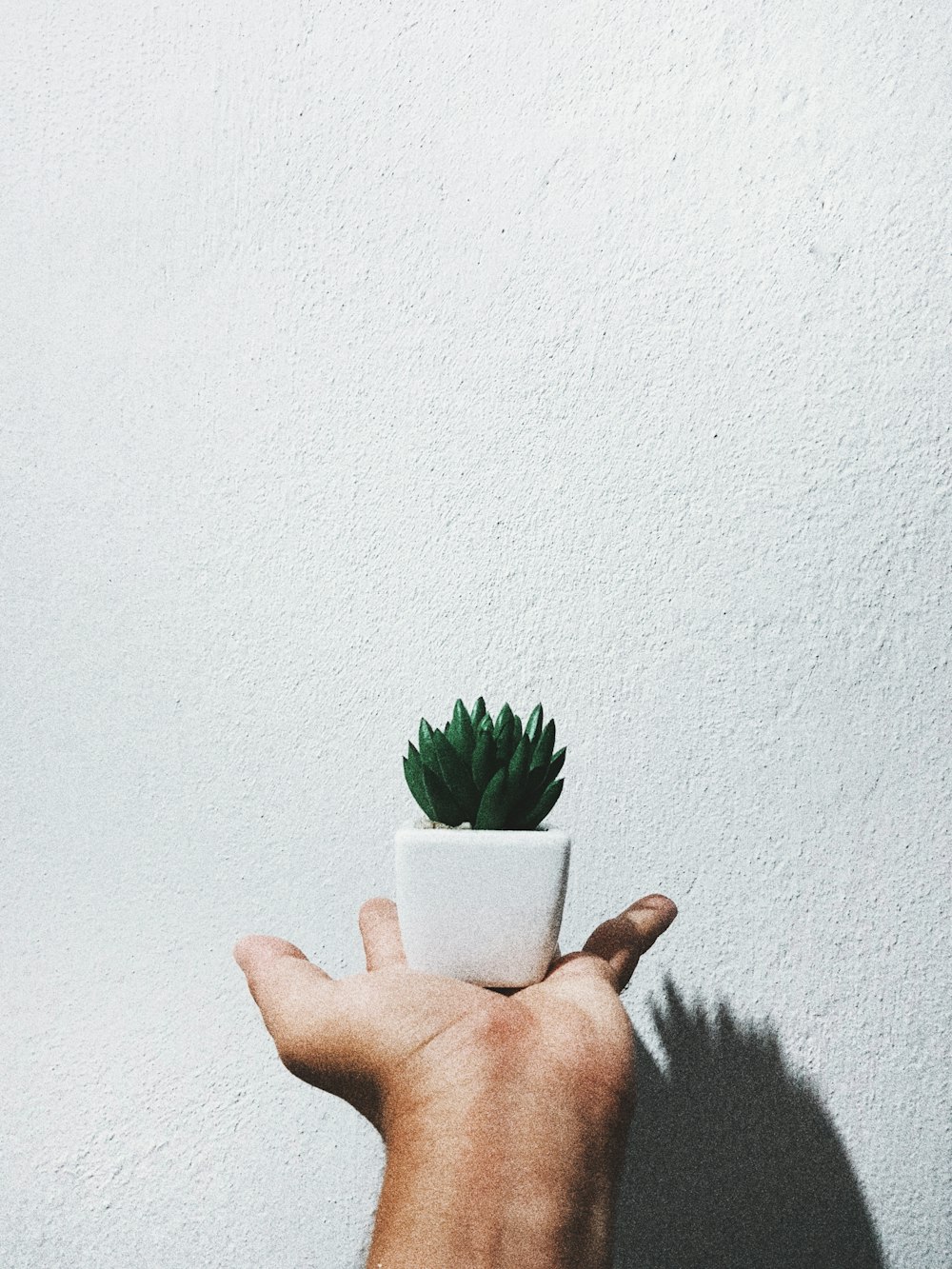 person holding succulents