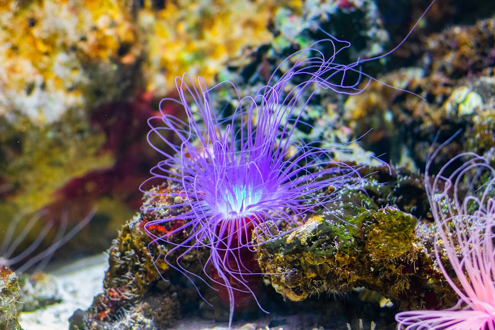 purple and pink under-water plants