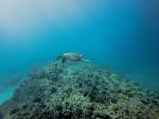 A sea turtle gracefully swims over a vibrant coral reef, surrounded by clear blue ocean waters. The scene captures the tranquility of marine life and the beauty of underwater landscapes.