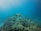 A sea turtle gracefully swims over a vibrant coral reef, surrounded by clear blue ocean waters. The scene captures the tranquility of marine life and the beauty of underwater landscapes.