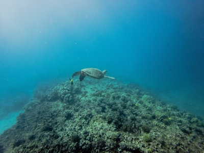 A sea turtle gracefully swims over a vibrant coral reef, surrounded by clear blue ocean waters. The scene captures the tranquility of marine life and the beauty of underwater landscapes.