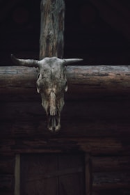 brown animal skull