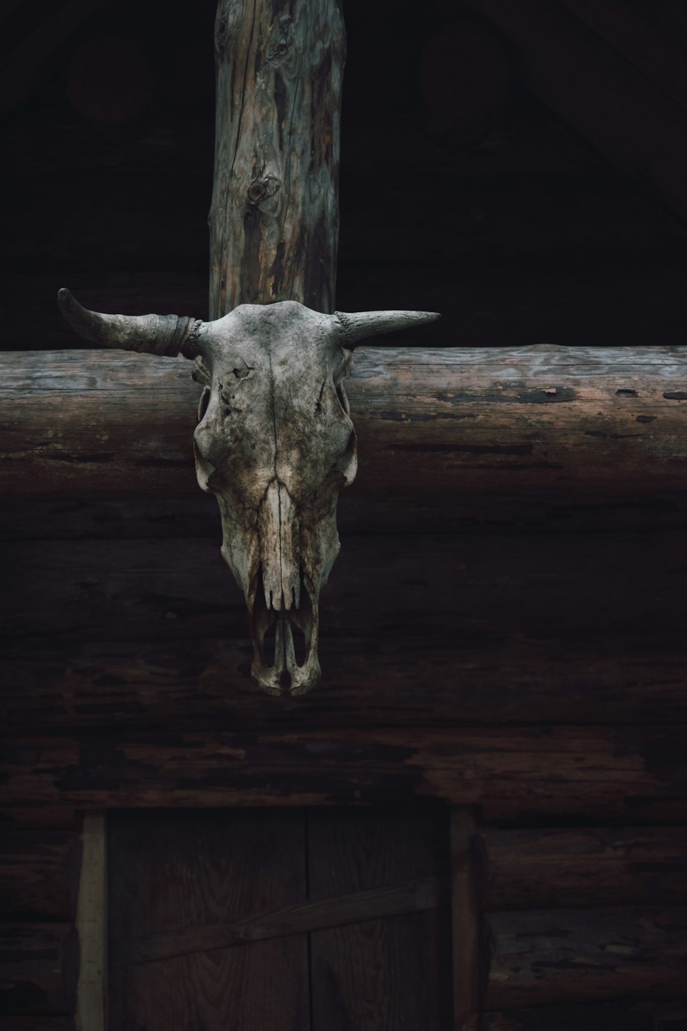 brown animal skull