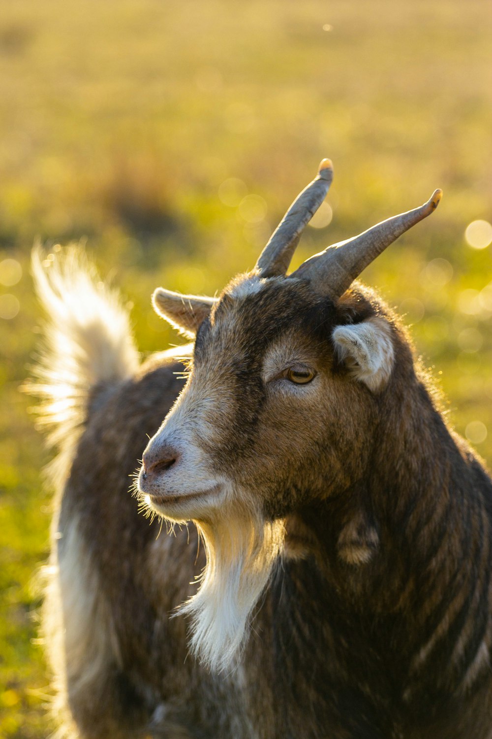 selective focus photography of brown goat during daytime