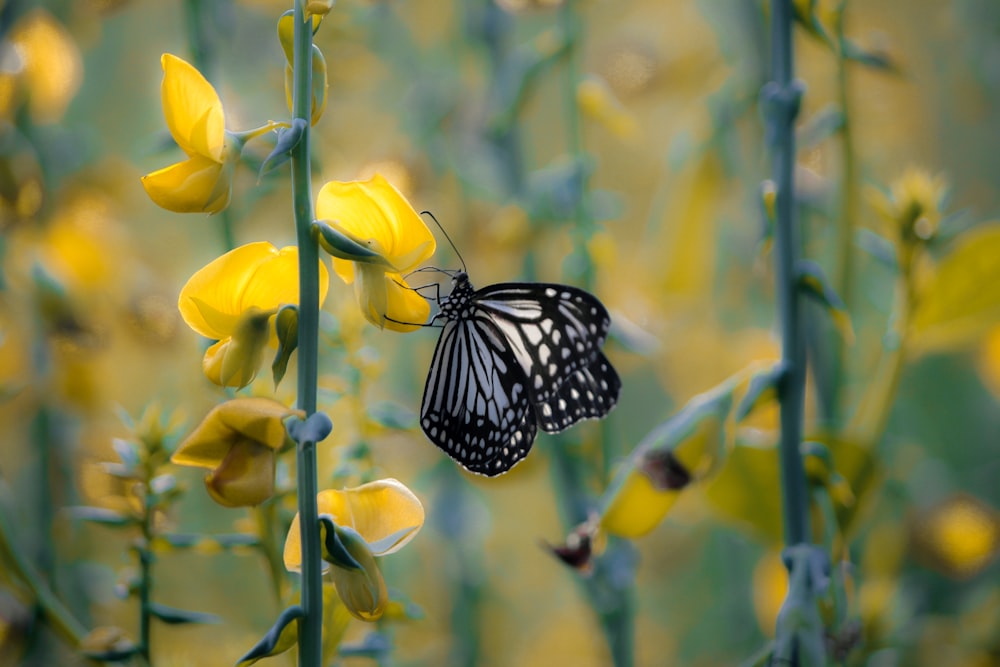 selective focus photography of black and white butterfly perching on yellow-petaled flowers