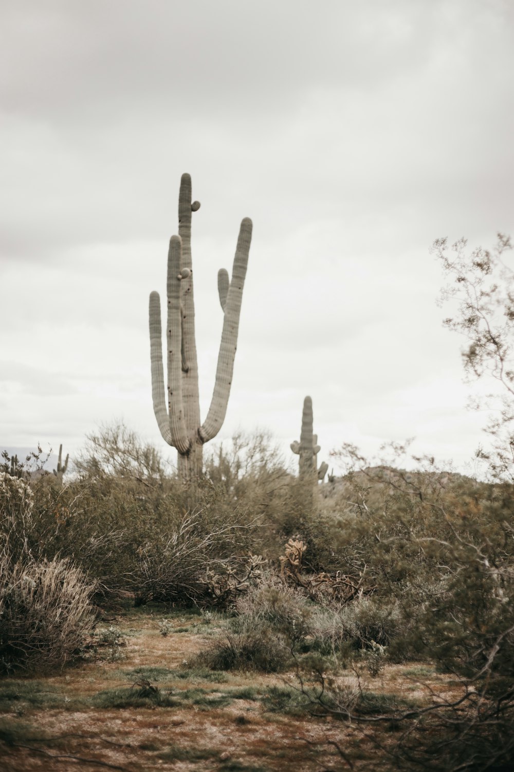 green cactus under white sky during daytime