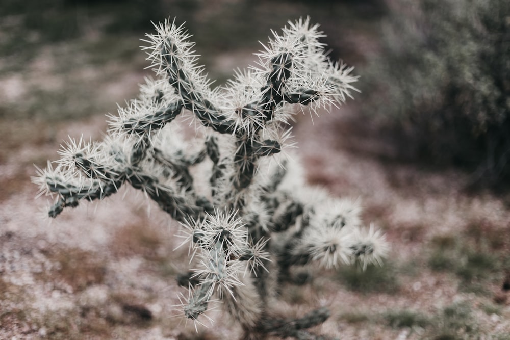 Cactus verde nella fotografia a fuoco selettivo