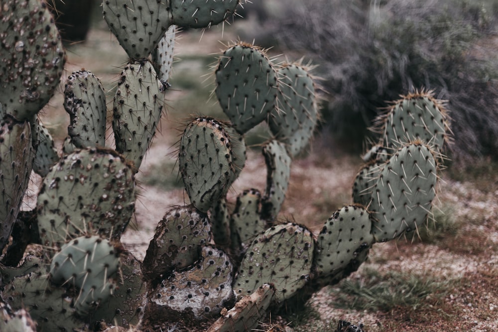 green cactus plant in close-up photography