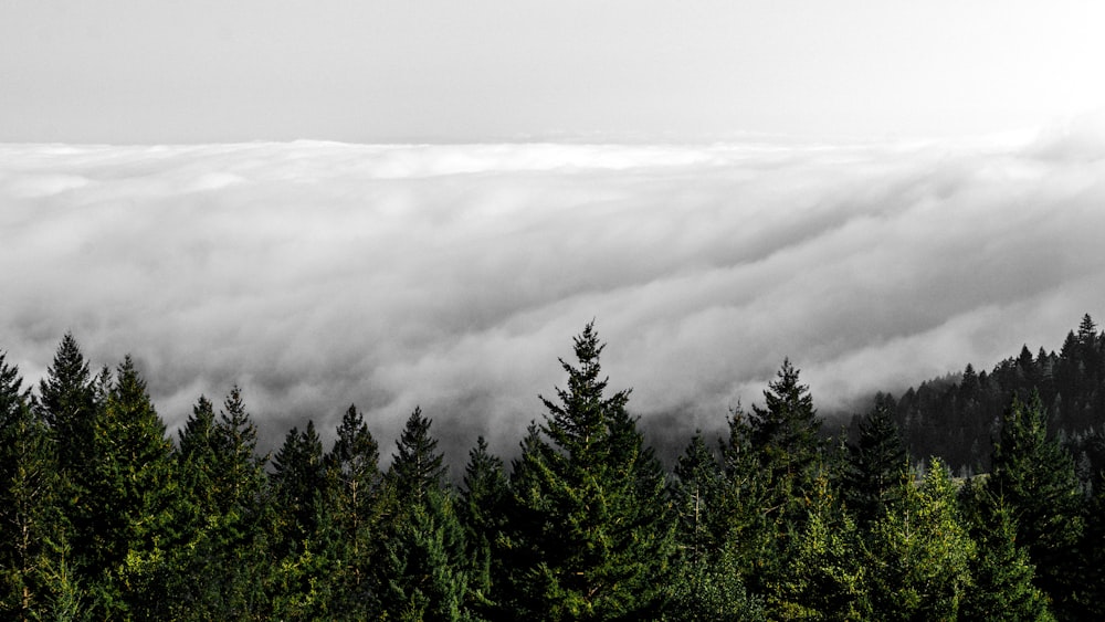 cloudy sky above the trees