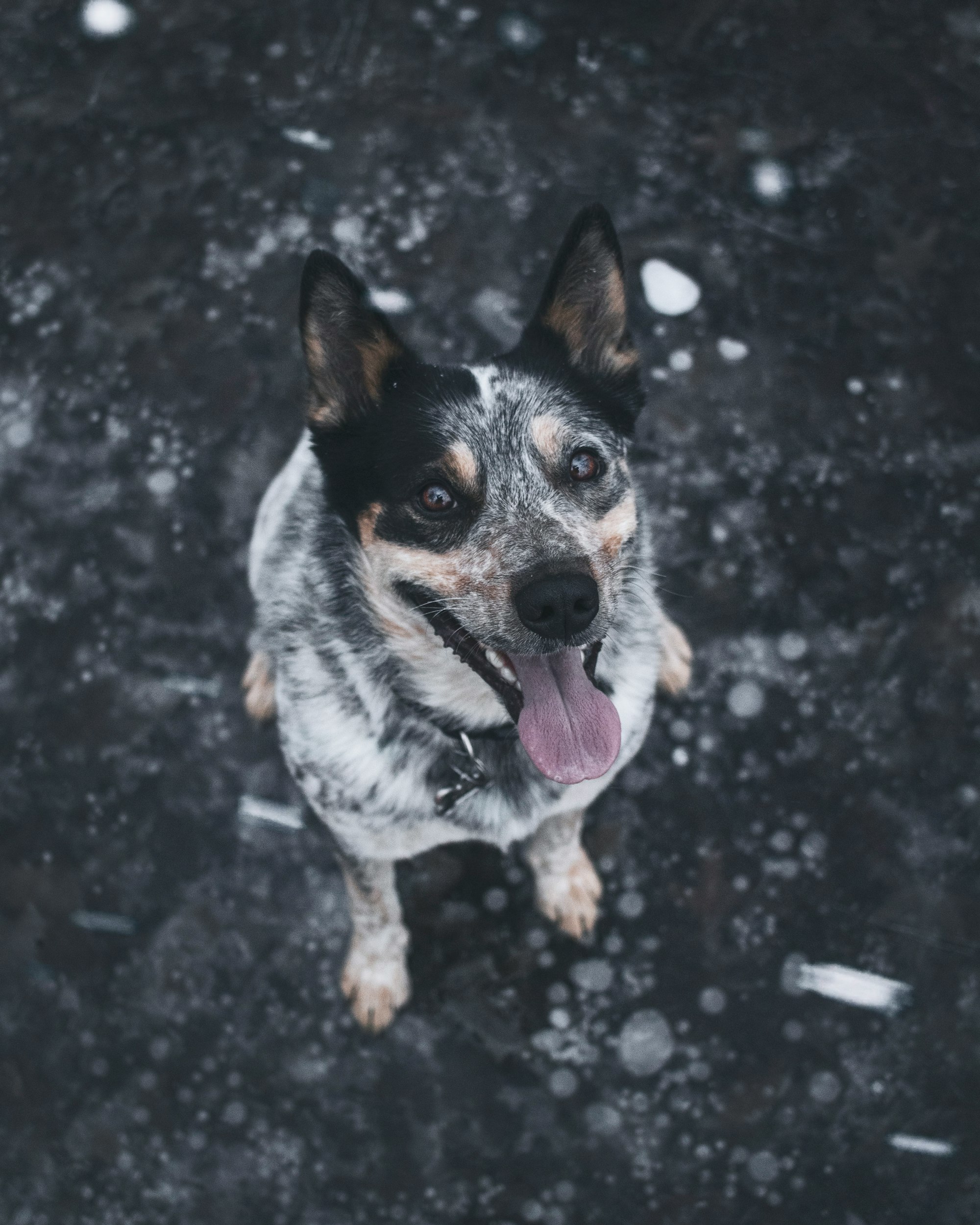 How Long Do Australian Cattle Dogs Live