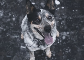 short-coated black and white dog sitting on ground