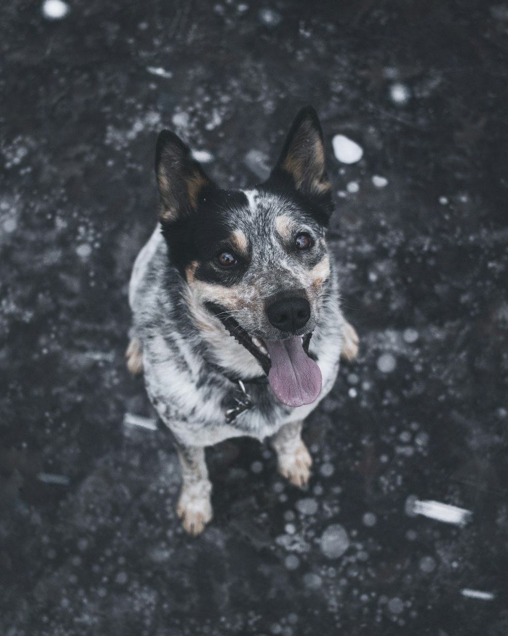 short-coated black and white dog sitting on ground