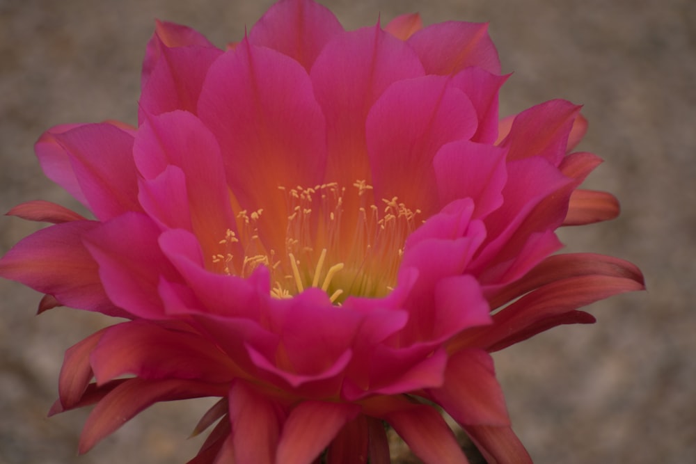 pink-petaled flower