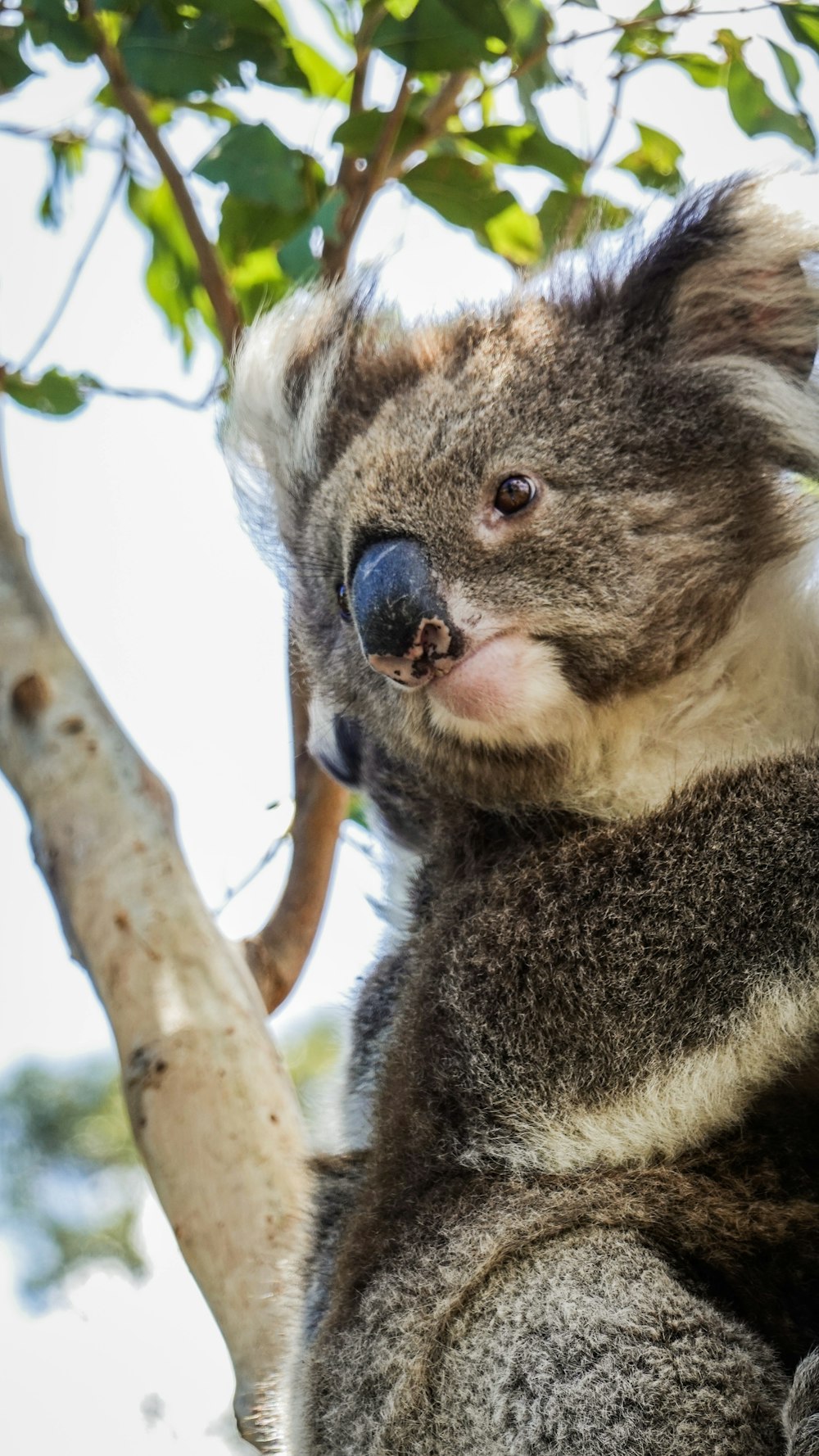 gray koala bear on tree