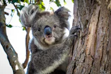 Wildlife safari stop added to a Golden Triangle tour