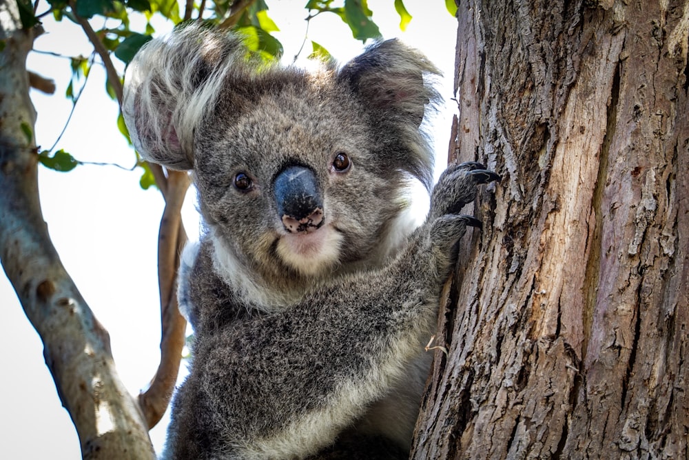 selective focus photography of koala bear