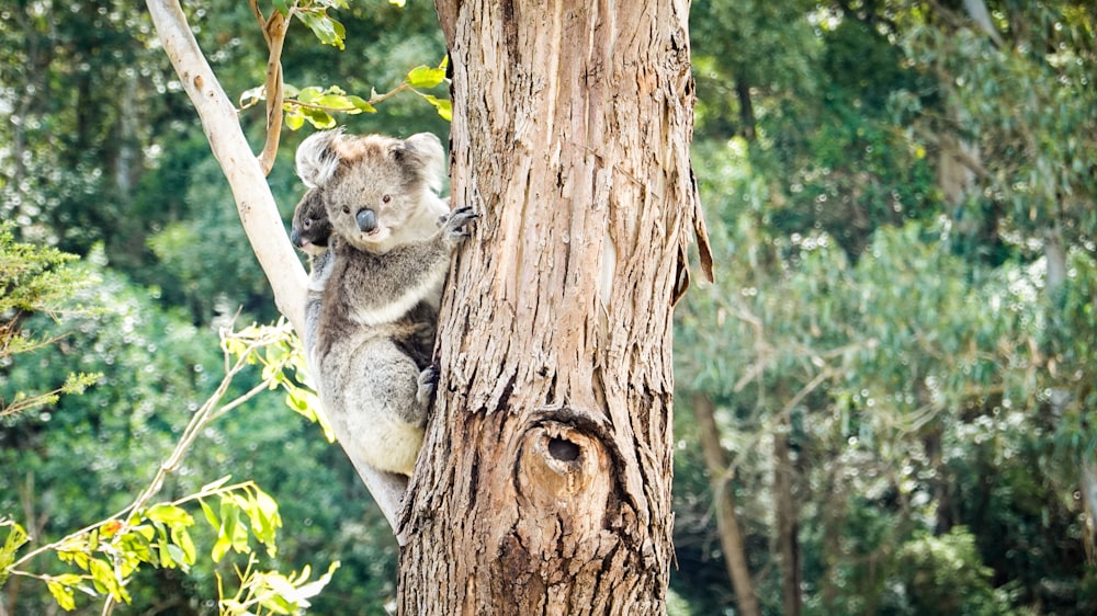 urso coala no tronco da árvore