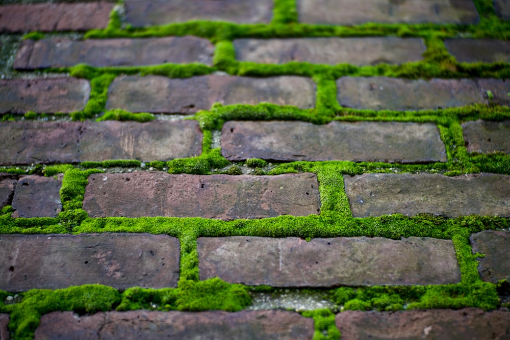 green moss growing in between brick spaces