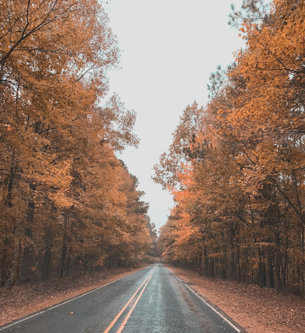 road in between trees