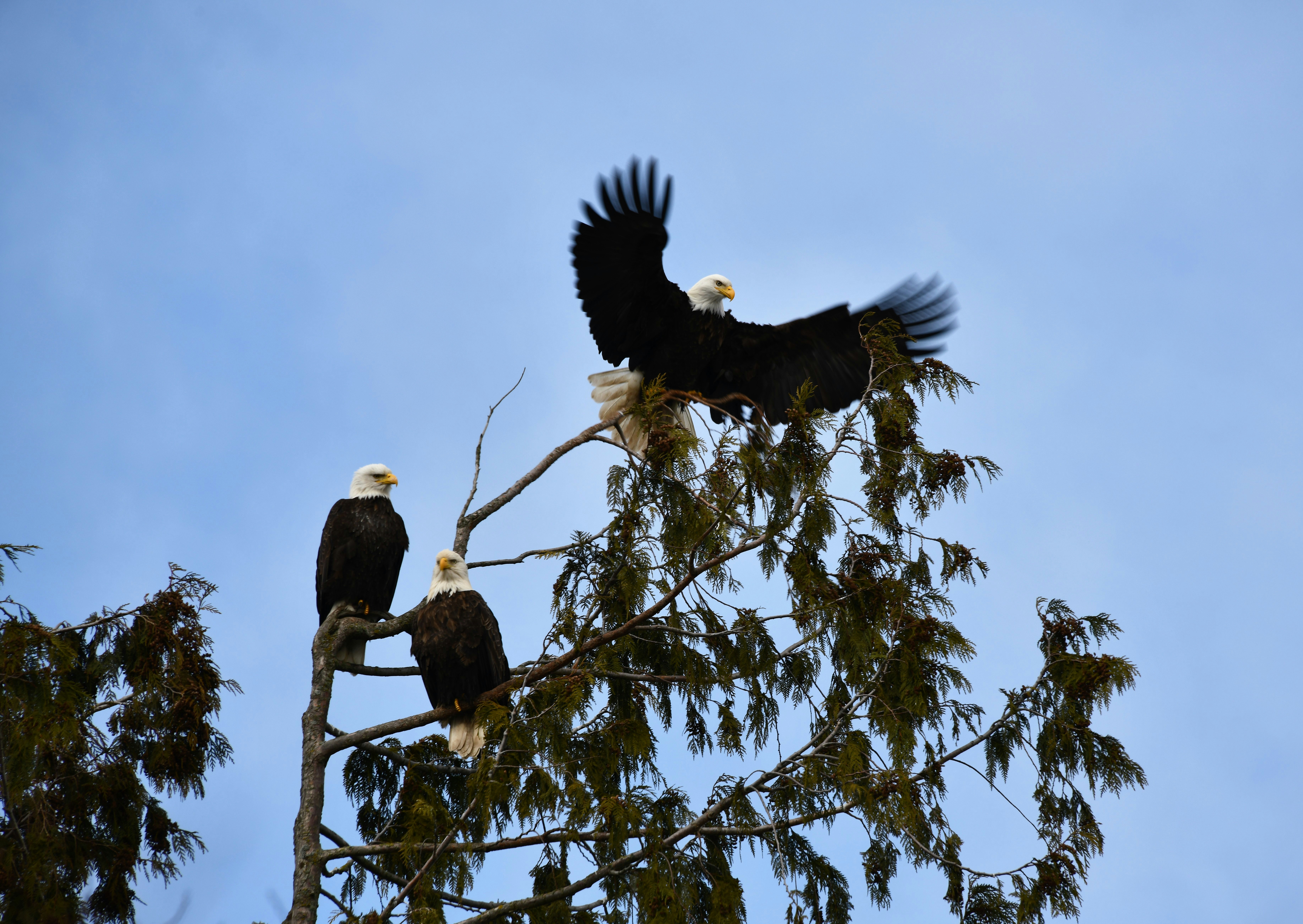 bald eagle perched on tree