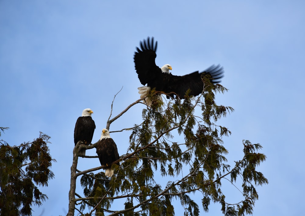 bald eagle perched on tree
