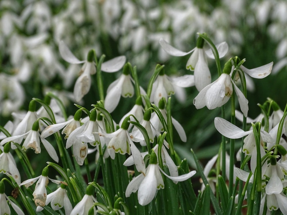 white lily of the valley fowers