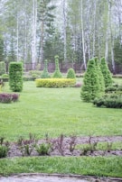 A well-manicured garden with neatly trimmed topiary trees arranged in symmetrical patterns. The background features a line of tall birch trees, and there is a small hedge in the middle of the garden. The grass is lush and green, and there are several small shrubs and decorative elements in the foreground.