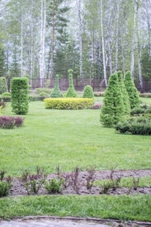 A well-manicured garden with neatly trimmed topiary trees arranged in symmetrical patterns. The background features a line of tall birch trees, and there is a small hedge in the middle of the garden. The grass is lush and green, and there are several small shrubs and decorative elements in the foreground.