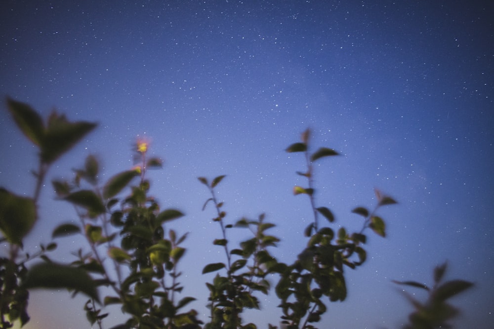 a view of the night sky through the leaves of a tree