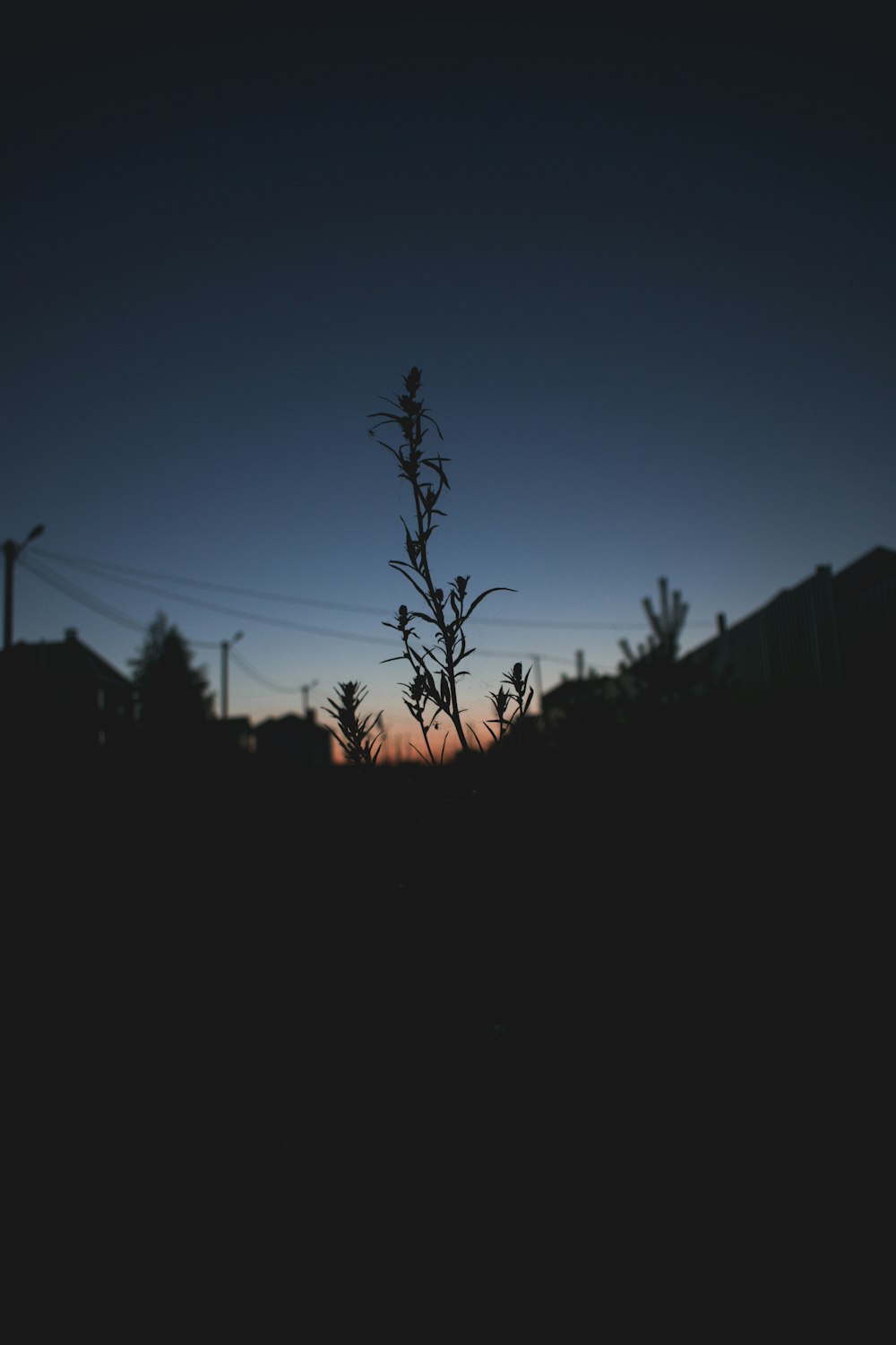 silhouette photo of trees