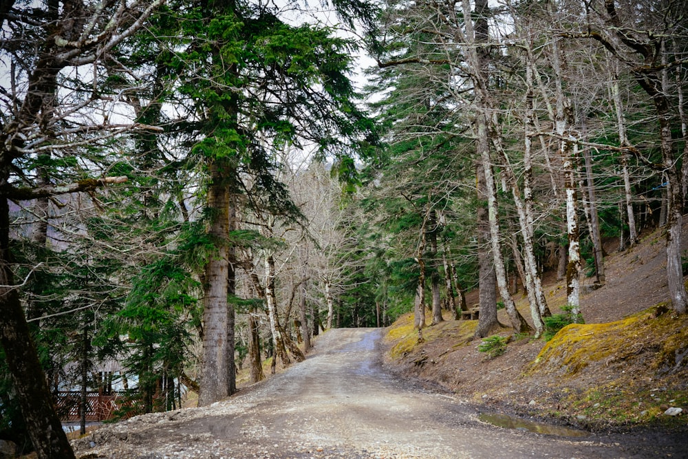 green-leafed tree